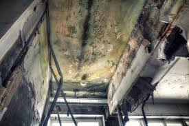 Mold Documentation for Insurance Claims in Dorneyville, PA